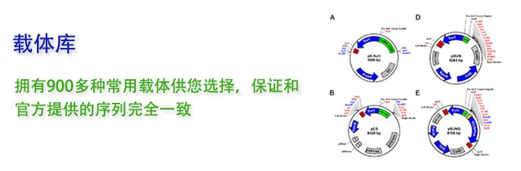 擁有900多種常用載體供您選擇，保證和官方提供的序列完全一致